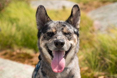 Close-up portrait of a dog