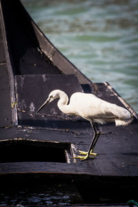 Swan perching on lake