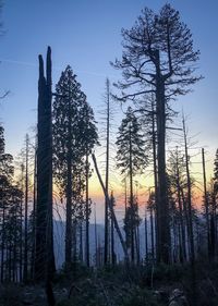 Low angle view of silhouette trees against sky during sunset