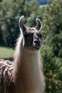 Close-up of an animal on land