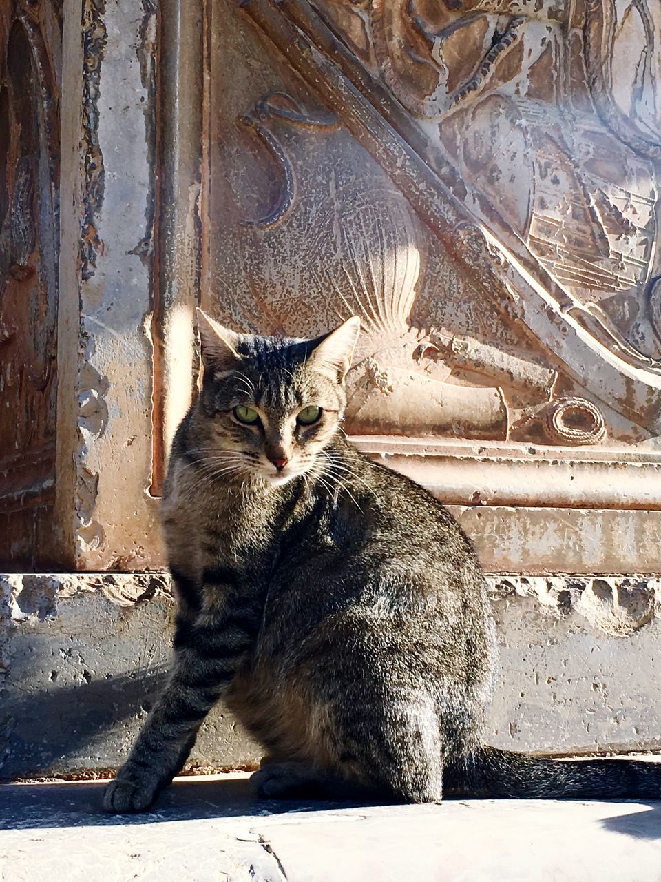 PORTRAIT OF CAT SITTING ON WALL