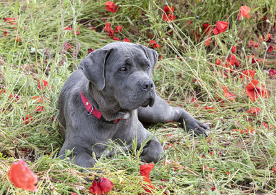 Dog relaxing on field