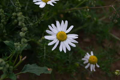 Close-up of white daisy flower