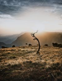 Bare tree on field against sky