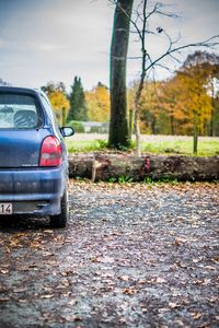 Car by trees against sky