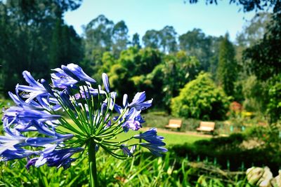 Close-up of purple flowers blooming in field