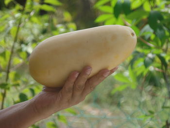 Close-up of hand holding apple