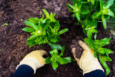 Low section of person holding plant