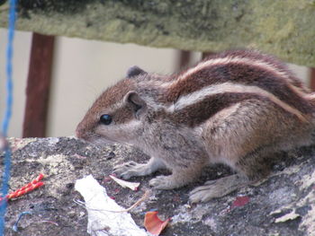 Close-up of squirrel on rock