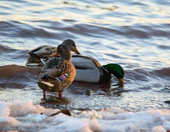 Mallard duck swimming in lake