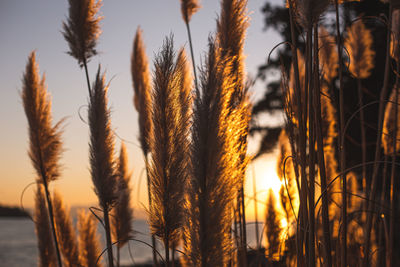 Close-up of stalks against the sky at sunset
