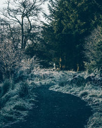 View of trees in forest