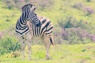 Giraffe grazing in forest