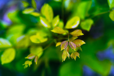 Close-up of flowering plant leaves