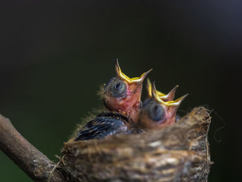 Close-up of a bird in nest