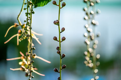 Close-up of plant growing outdoors