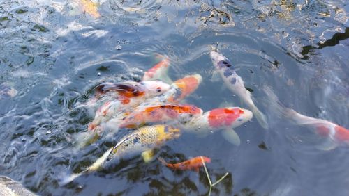 High angle view of koi carps swimming in water