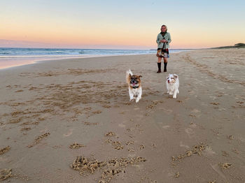 View of dog on beach