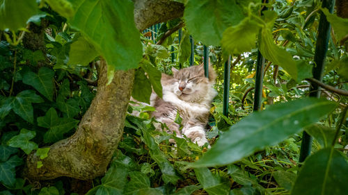 Portrait of cat in the garden