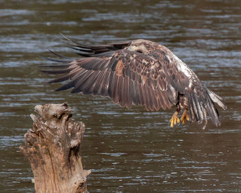 Full length of eagle perching on wooden post in lake