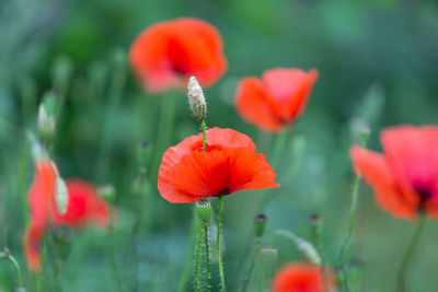 Close-up of red poppy flowers