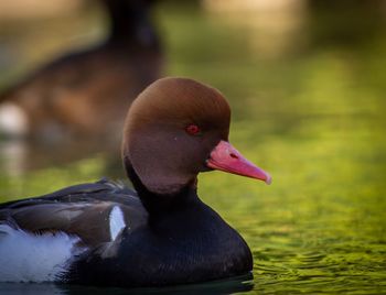 Close-up of duck swimming in lake