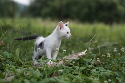 Side view of a cat on field