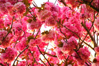 Close-up of cherry blossom