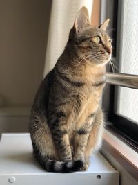 Close-up of a cat looking away