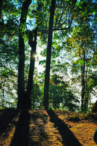 Trees in forest