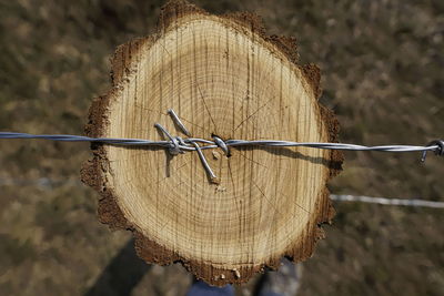 Close-up of tree stump