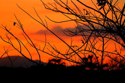 Silhouette plants against dramatic sky during sunset