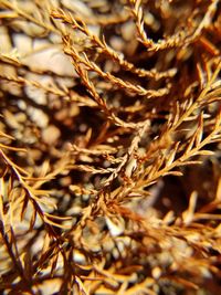 Close-up of dried plant