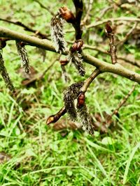 Close-up of insect on tree