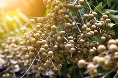 Young longan fruit on the tree