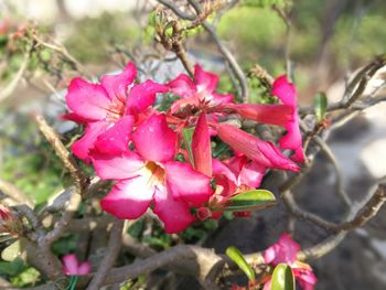 Close-up of pink flowers on tree