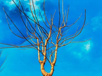 Low angle view of bare tree against blue sky