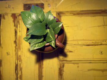 Close-up of leaves on wood against wall