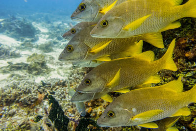 Close-up of fish swimming in sea