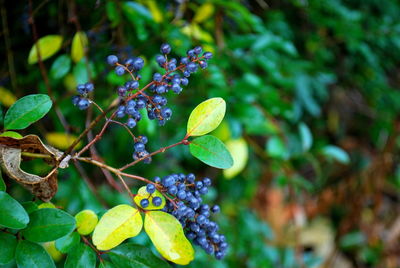 Close-up of fruit on tree