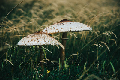 Wild mushrooms in tall grass