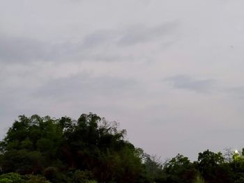 Low angle view of trees against sky