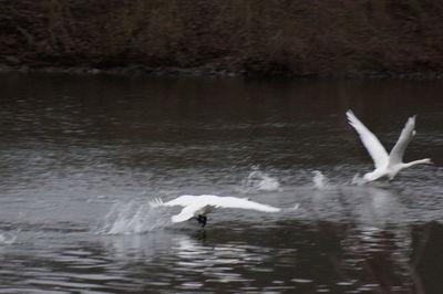 Swans in a lake