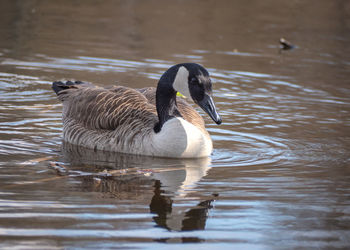 Duck swimming in lake