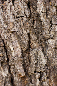 Full frame shot of tree trunk