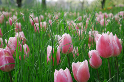 Close-up of pink tulips blooming on field