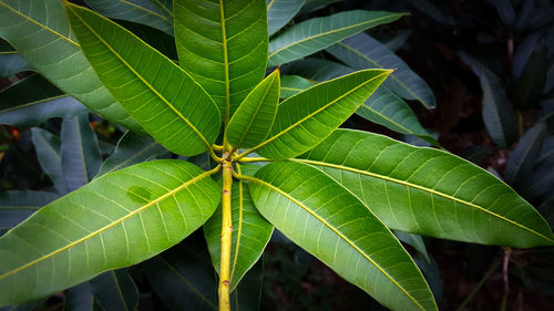 Close-up of green leaves