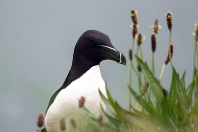Close-up of bird