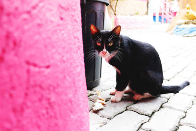 Portrait of cat sitting outdoors