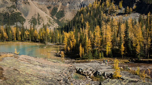 Scenic view of lake in forest